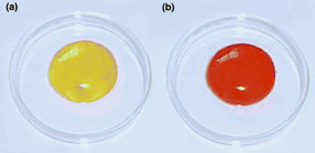 Photo of a chicken egg with yellow yolk and a Black-backed Gull egg with red yolk