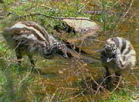 Photo of Emu chicks