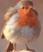 Photo of a European Robin