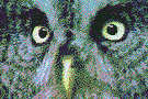 Animated gif showing nictitating membrane of a Great Gray Owl