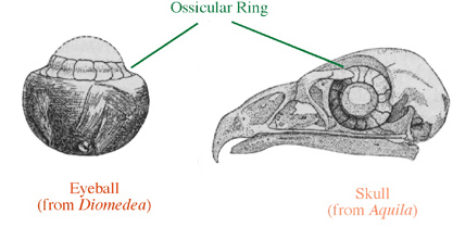 Drawing of the eyeball and ossicular ring of an albatross