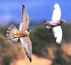 Photo of a Peregrine Falcon in pursuit of a pigeon