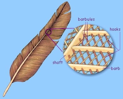 Drawing of feather showing barbs, barbules, and hooks