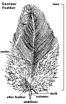 Drawing of a contour feather