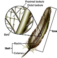 Drawing of a feather