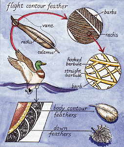 Drawing of a duck plus drawings showing feather structure