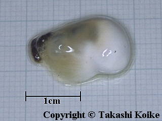 Photo of a fecal sac