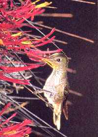 Photo of a Green-backed Firecrown