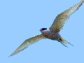 Flying tern gif