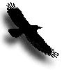 Image of crow in flight