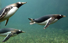 Photo of Gentoo Penguins