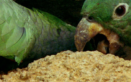Close-up photo of a parrot eating soil