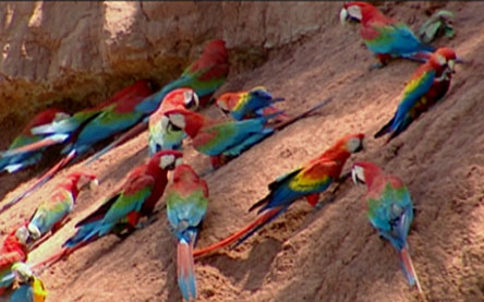 Photo showing parrots eating clay