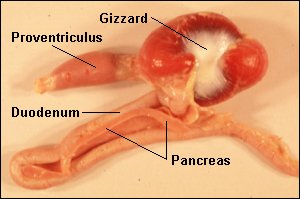 Photo of the stomach and small intestine of a bird