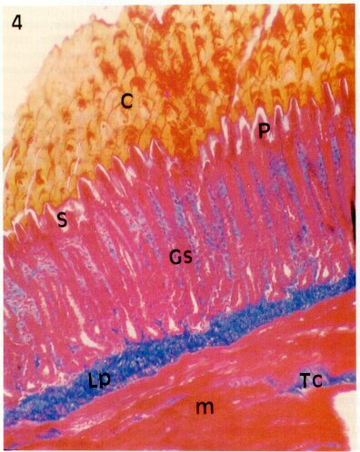 Photomicrograph of a section through a bird's gizzard