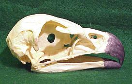Skull of a Golden Eagle