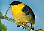 Photo of a Golden-collared Manakin