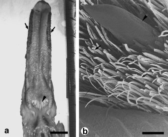 Photo of the tongue of a Bean Goose and of lateral side of the tongue of a Bean Goose