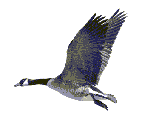 Animated gif of a flying Canada Goose