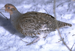 Photo of a Gray Partridge