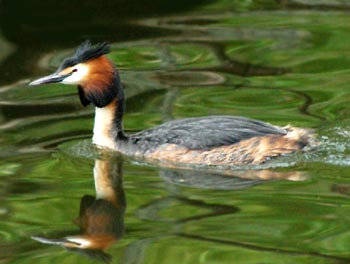 Photo of a Great Crested Grebe