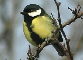 Photo of a Great Tit