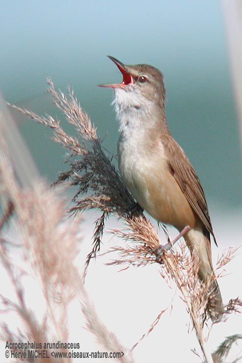 Photo of a Great Reed Warbler