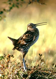 Photo of a Great Snipe
