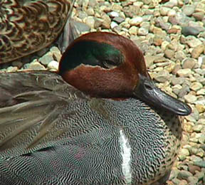 Photo of a Green-winged Teal
