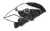 Drawing of the head of an Evening Grosbeak