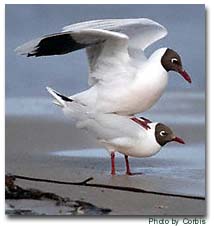Photo of gulls copulating