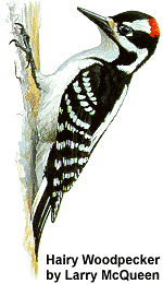 Drawing of a Hairy Woodpecker