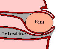 Drawing showing how an egg in ejected from the cloaca