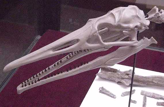 Photo of the skull of Hesperornis