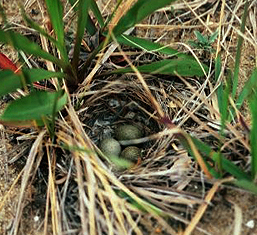 Photo of a Horned Lark nest with eggs