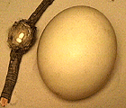 Photo of the eggs of a hummingbird and an Ostrich
