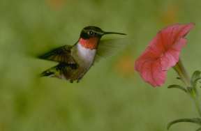 Photo of a Ruby-throated Hummingbird