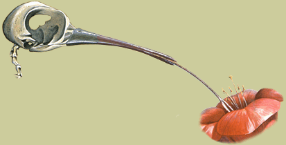 Drawing of the skull and tongue of a hummingbird