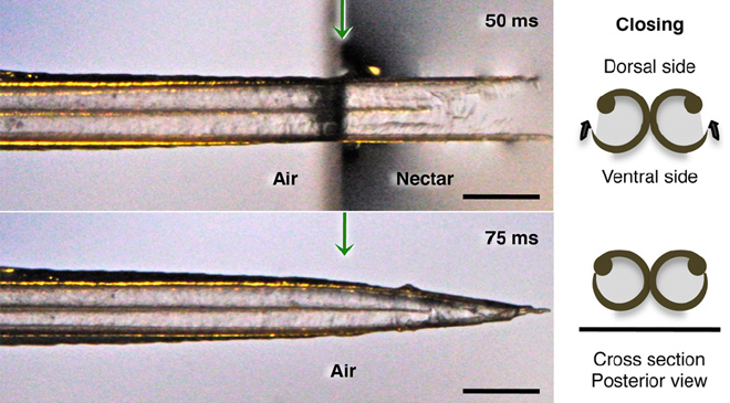 Photos showing how nectar is trapped by a hummingbird tongue