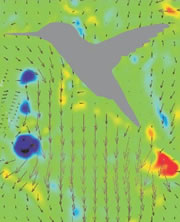 Air vortices at the tip of a wing of a hovering hummingbird