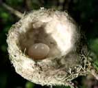 Photo of a hummingbird nest