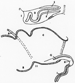 Drawing of the retracted and erect phallus of a male Emu or Rhea