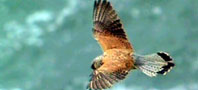 Photo of a kestrel in flight