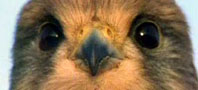 Closeup photo of a kestrel's head