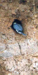 Photo of a Belted Kingfisher entering its nest burrow