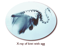 X-ray of a female Kiwi with an egg in its oviduct