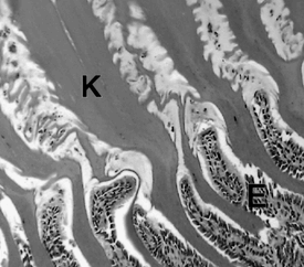 Photomicrograph of the koilin of a parrot