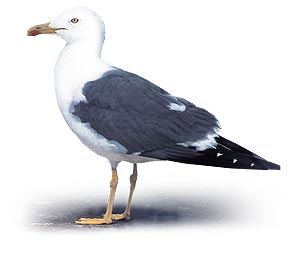 Drawing of a Lesser Black-backed Gull