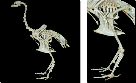 Skeleton of a chicken