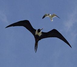 Photo of a flying Magnificent Frigatebird